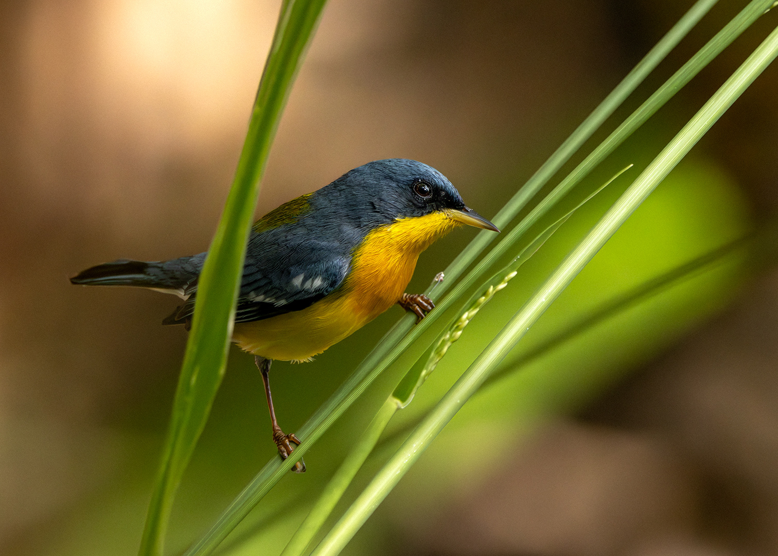 Mariquita (Setophaga pitiayumi)