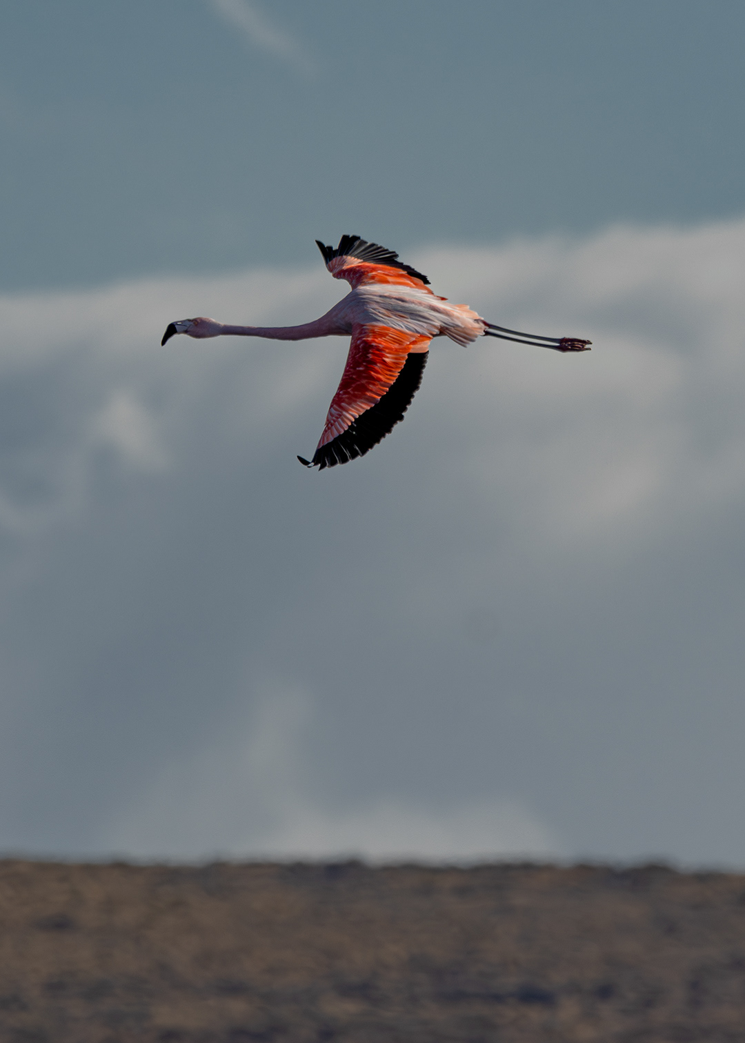 Flamenco austral (Phoenicopterus chilensis)