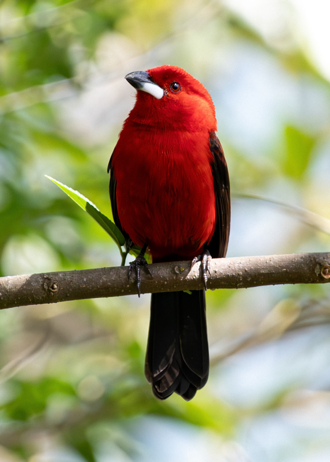 Tiê-sangue ♂ (Ramphocelus bresilia)