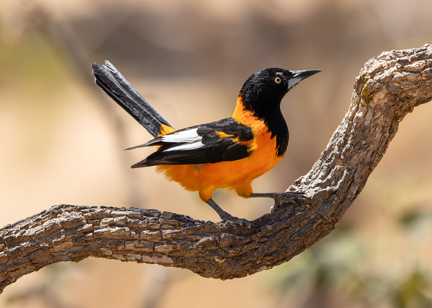 Sofreu (Icterus jamacaii)