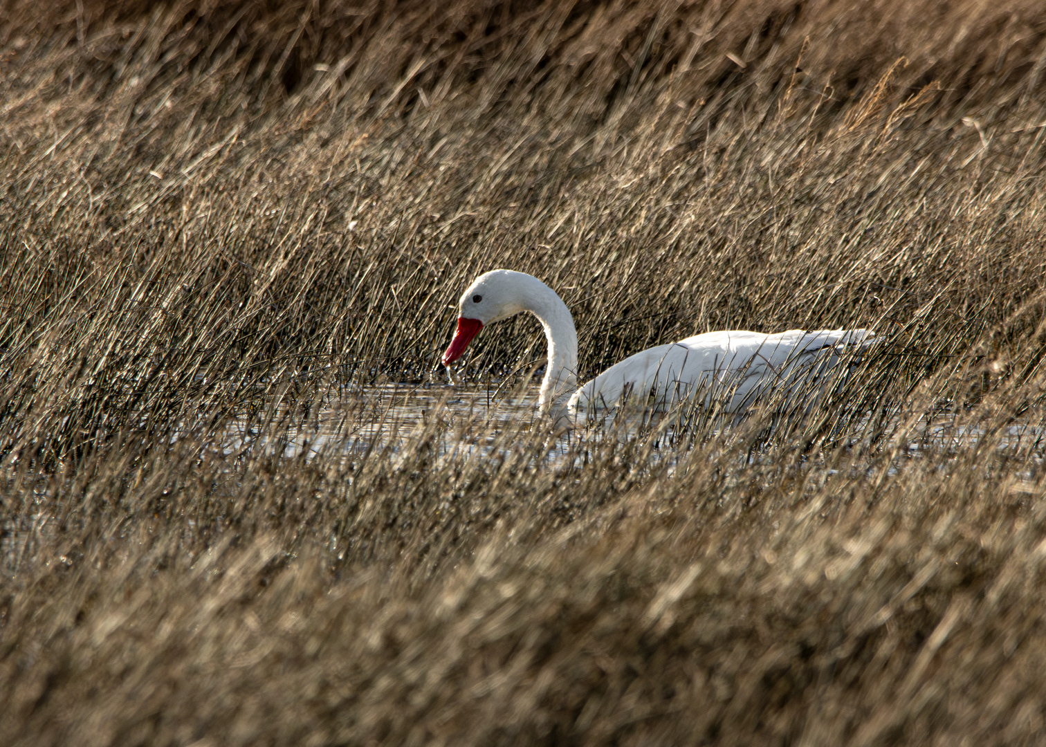 Cisne coscoroba (Coscoroba coscoroba)