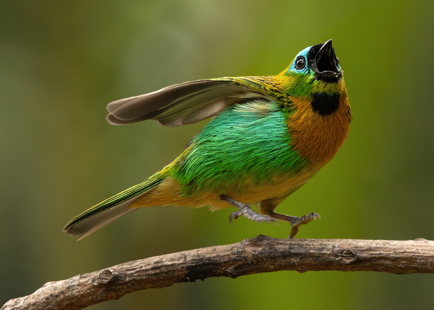 Saíra-lagarta (Tangara Desmaresti)