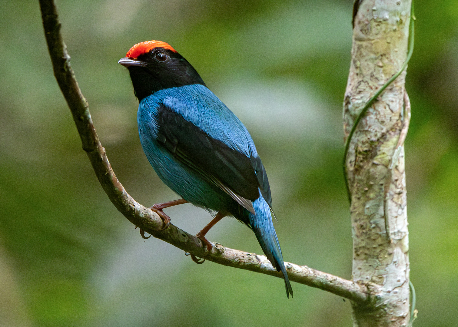 Tangará-dançarino ♂ (Chiroxiphia caudata)