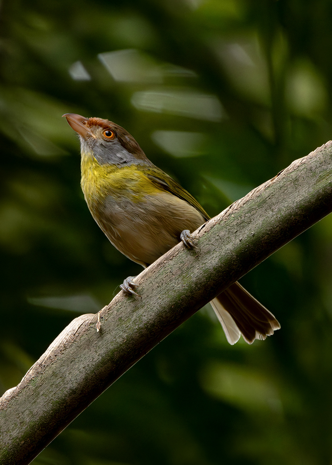 Pitiguari (Cyclarhis gujanensis)