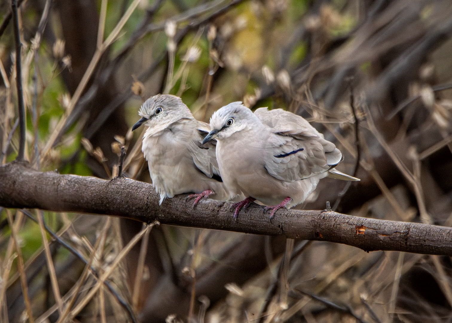 Rolinha-picuí (Columbina picui)