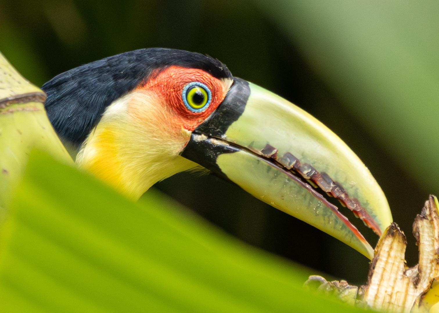 Tucano-de-bico-verde (Ramphastos dicolorus)