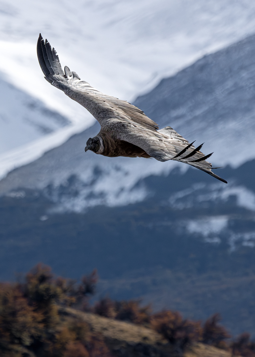 Cóndor andino (Vultur gryphus)