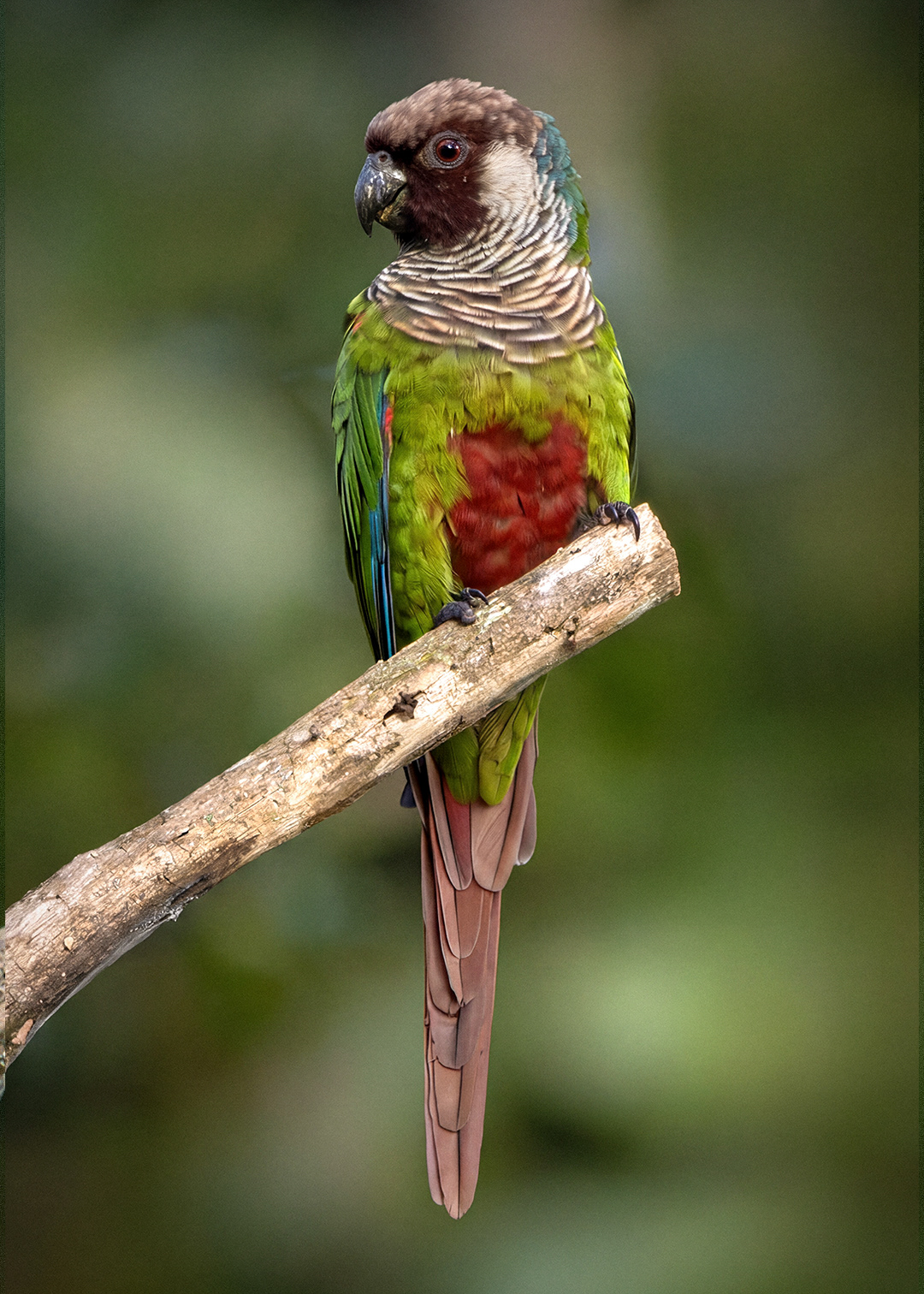 Periquito-cara-suja (Pyrrhura griseipectus)
