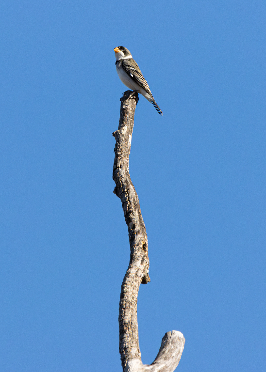 Golinho (Sporophila albogularis)