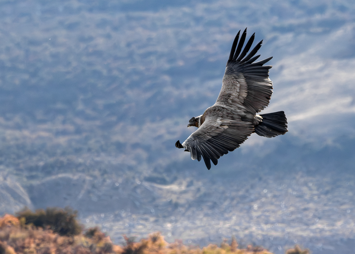 Cóndor andino (Vultur gryphus)
