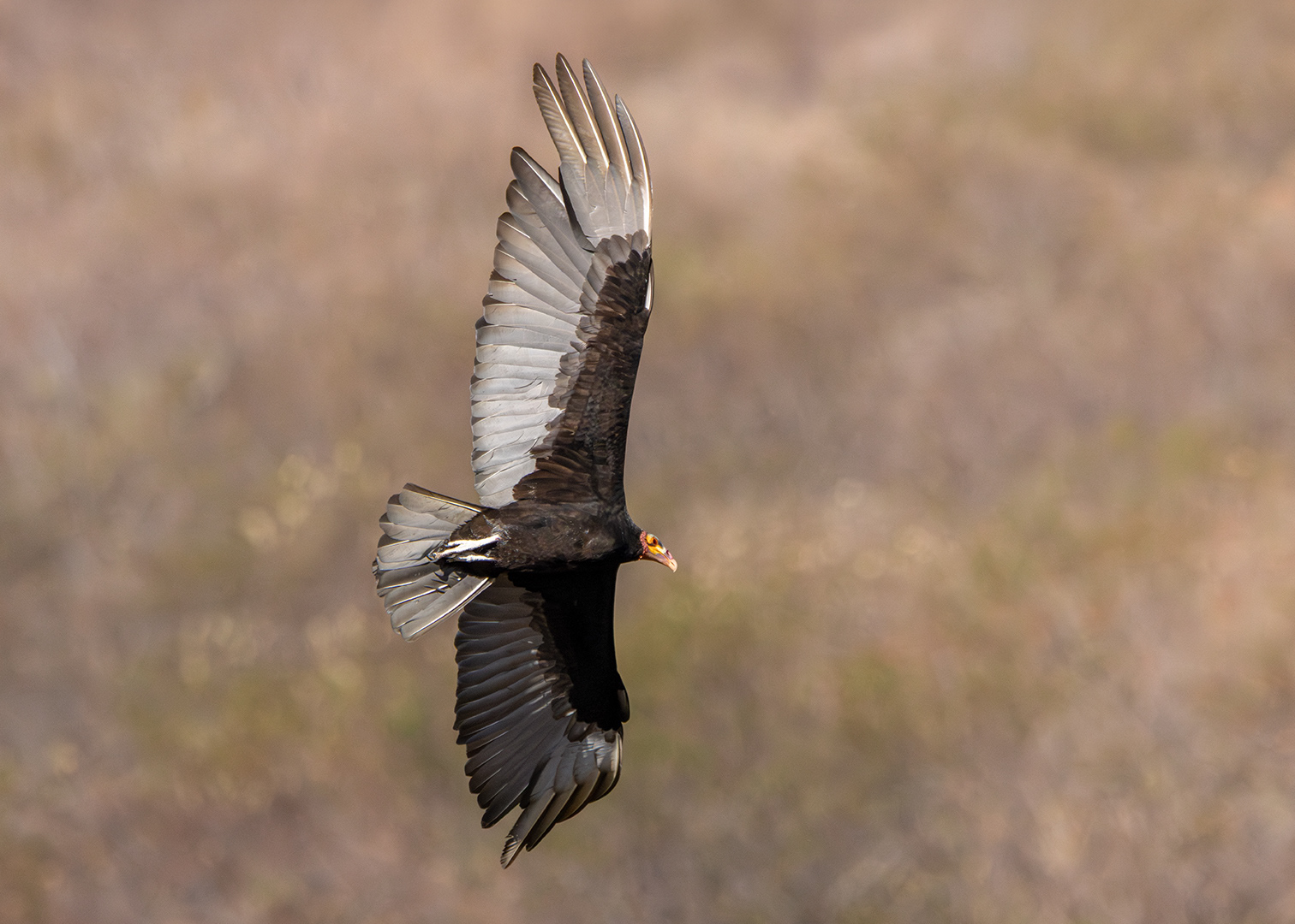 Urubu-de-cabeça-amarela (Cathartes burrovianus)