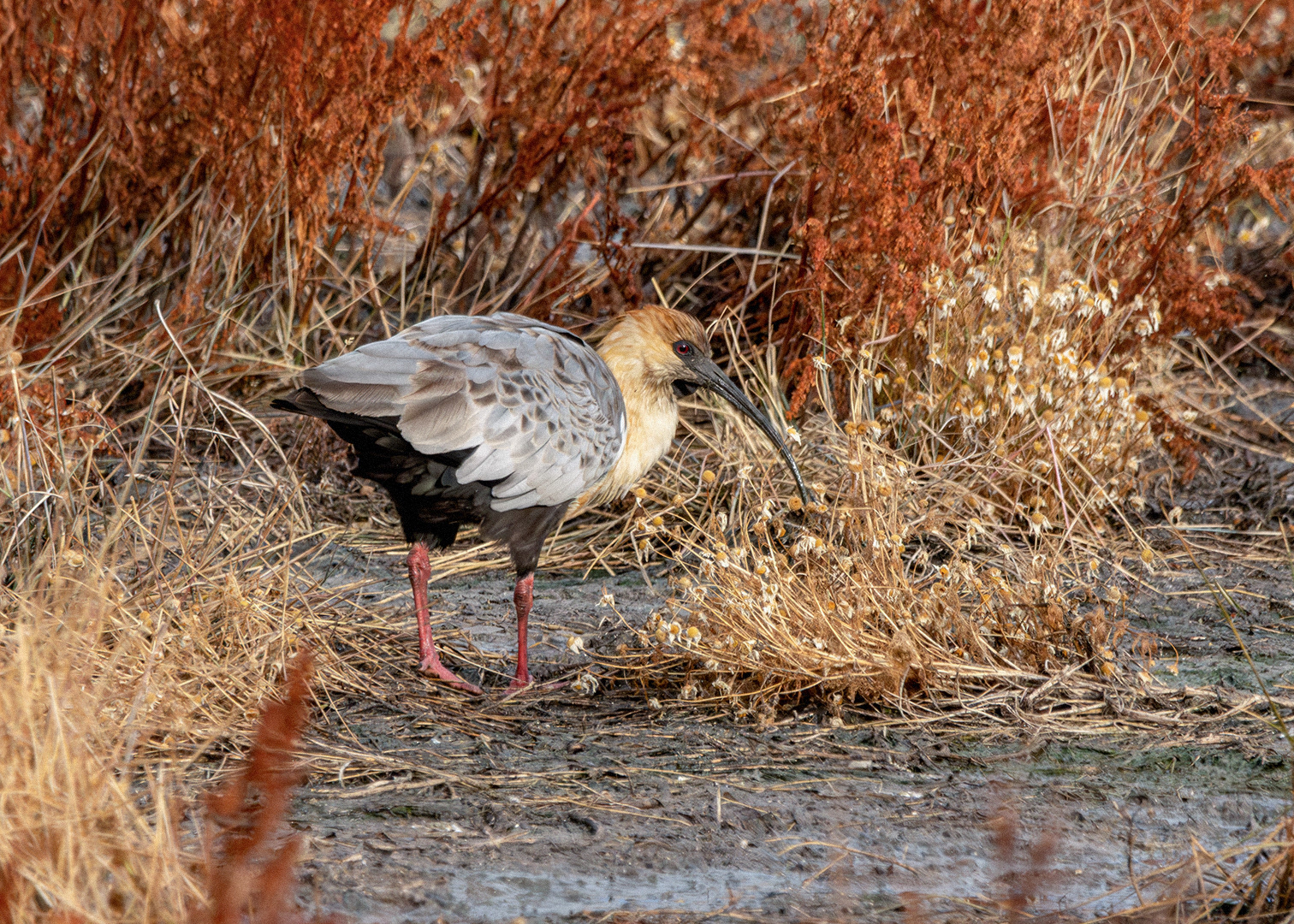 Bandurria austral (Theristicus melanopis)