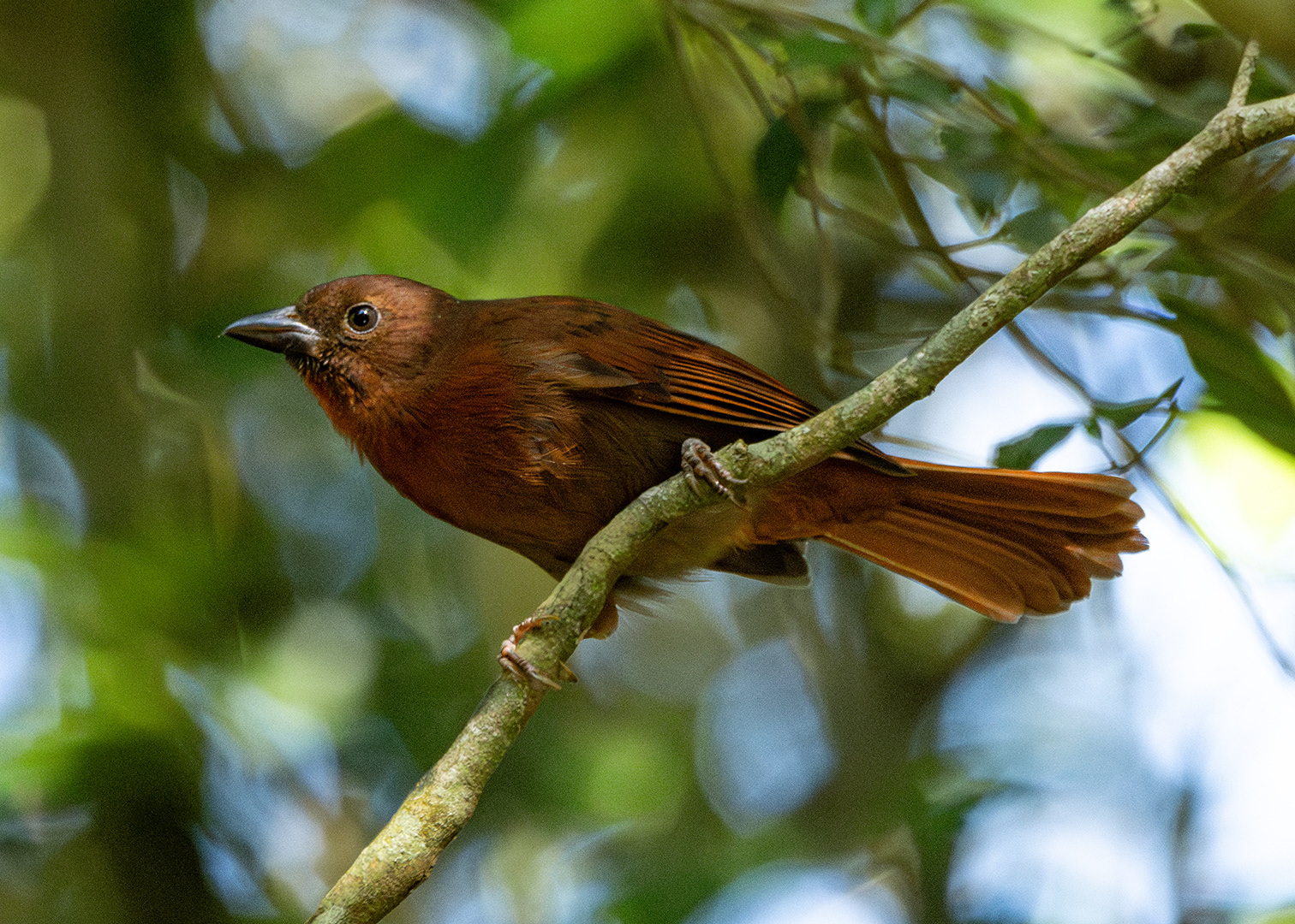 Tiê-de-bando (Habia rubica)