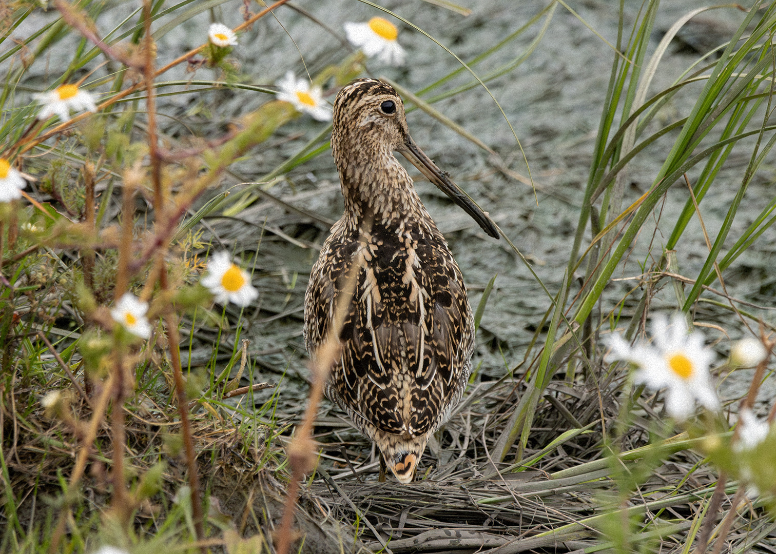 Becasina patagónica (Gallinago magellanica)