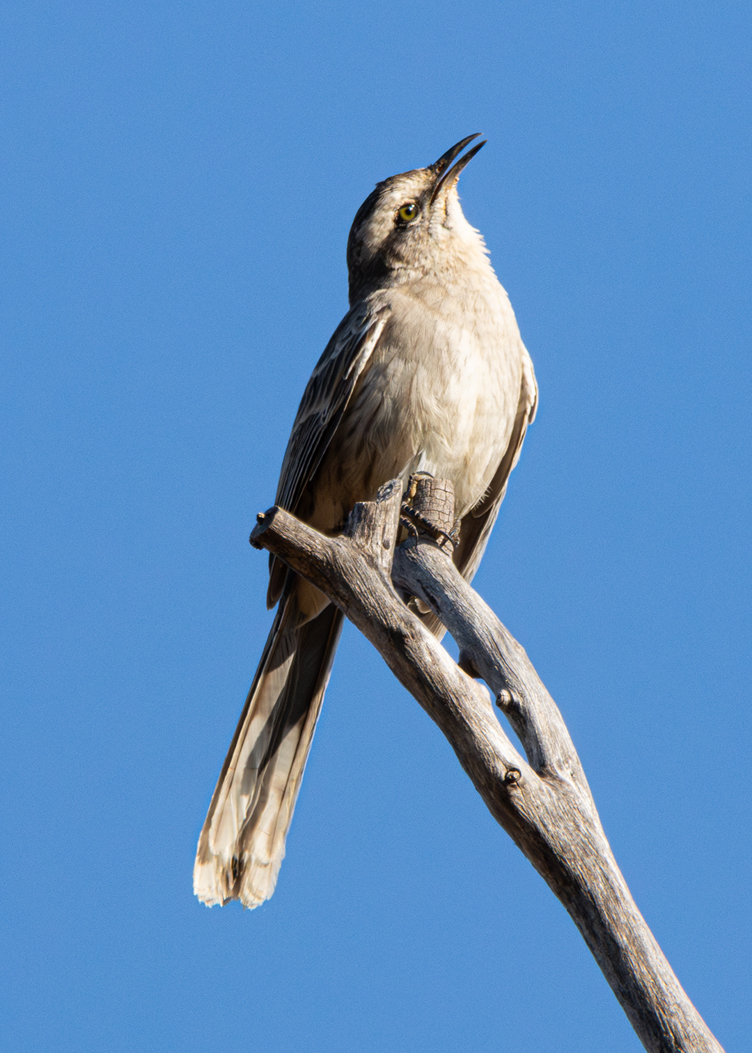 Sabiá-do-campo (Mimus saturninus)