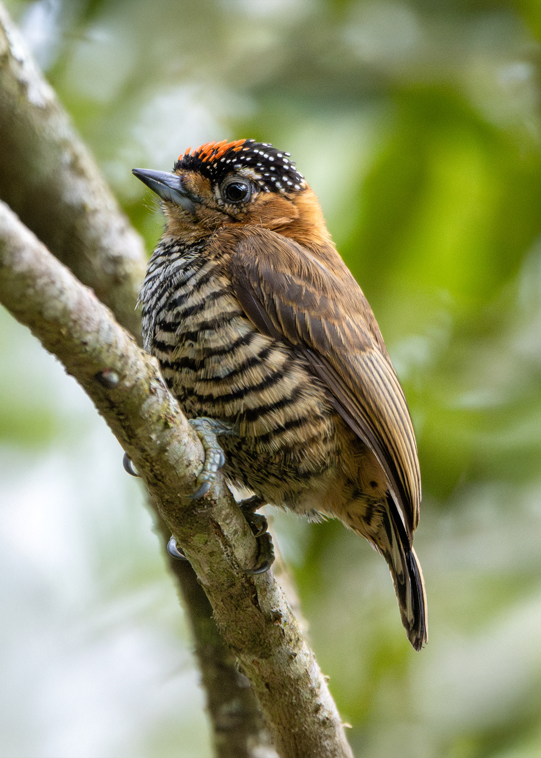 Picapauzinho-de-coleira ♂ (Picumnus temminckii)