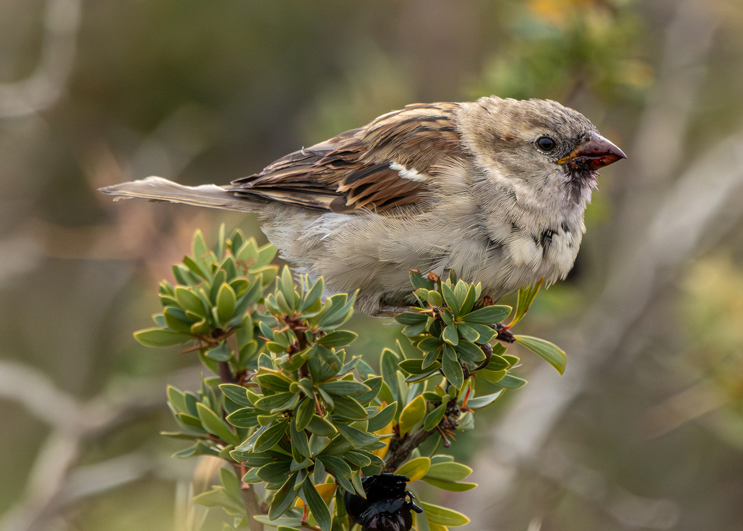 Gorrión común (Passer domesticus)