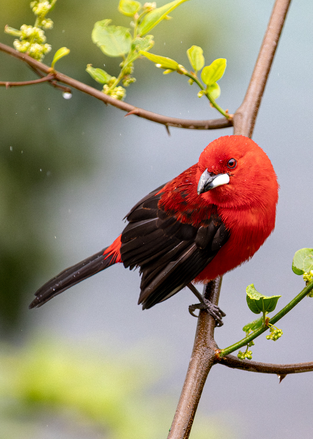 Tiê-sangue ♂ (Ramphocelus bresilia)