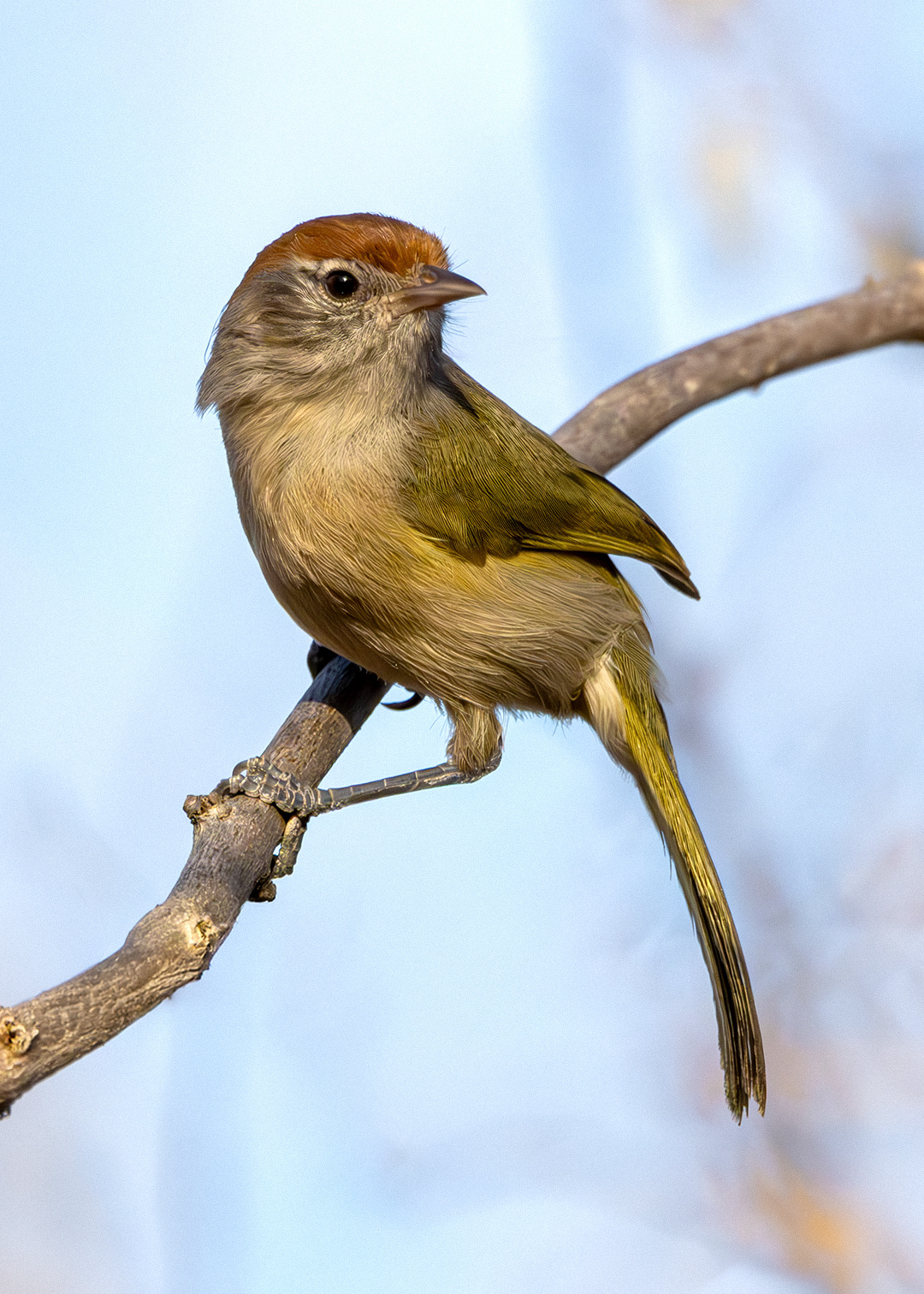 Vite-vite-de-olho-cinza (Hylophilus amaurocephalus)