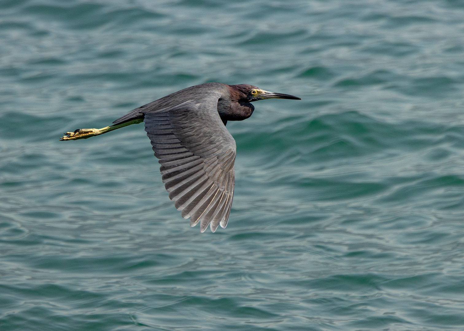 Garça-azul (Egretta caerulea)