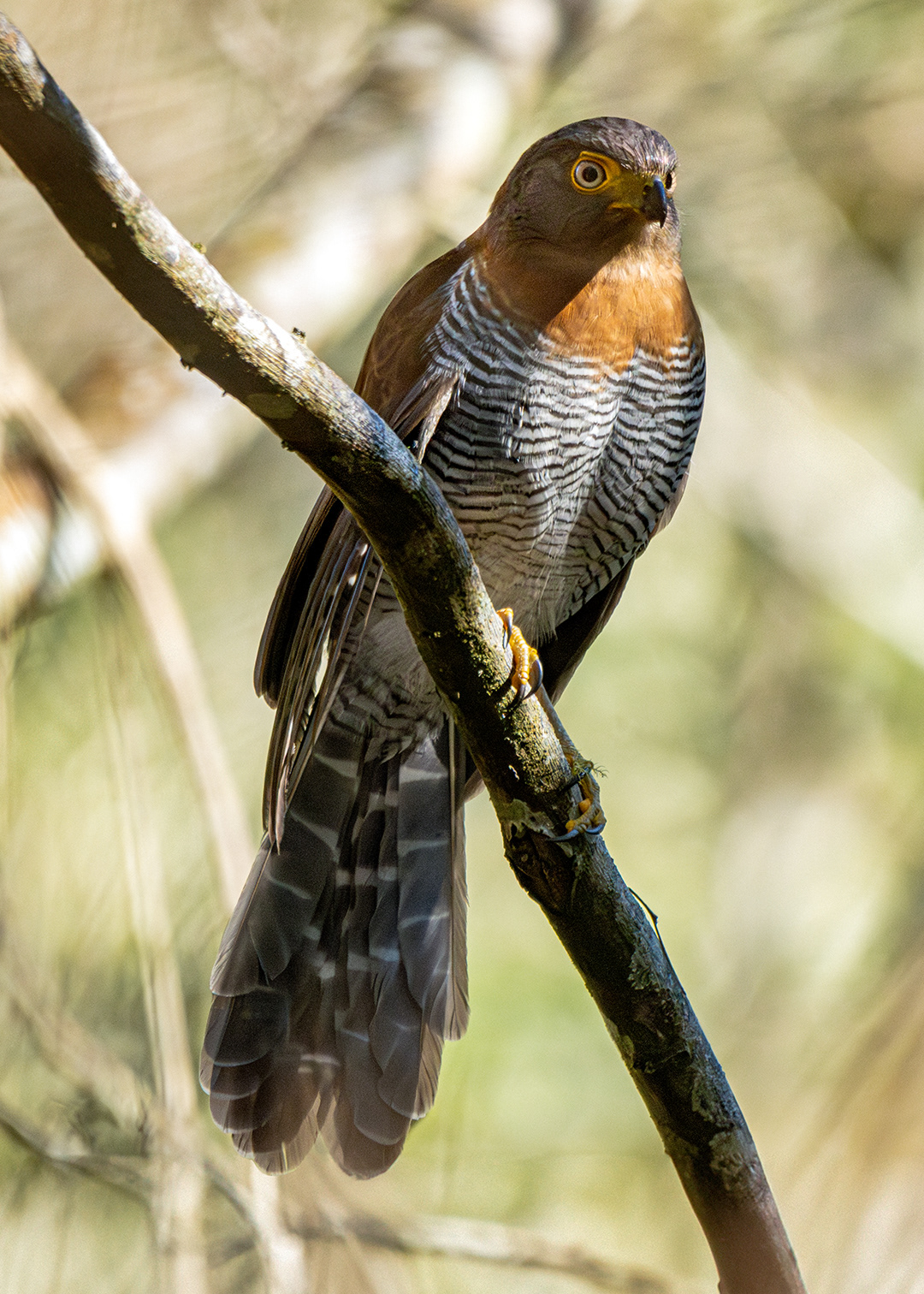 Falcão-caburé (Micrastur ruficollis)