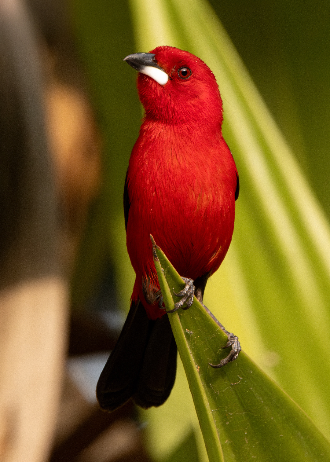 Tiê-sangue ♂ (Ramphocelus bresilia)