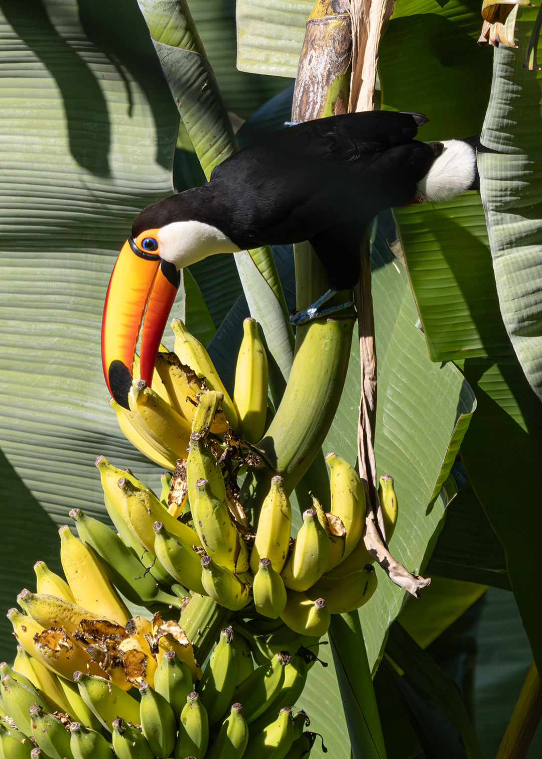 Tucanuçu (Ramphastos toco)