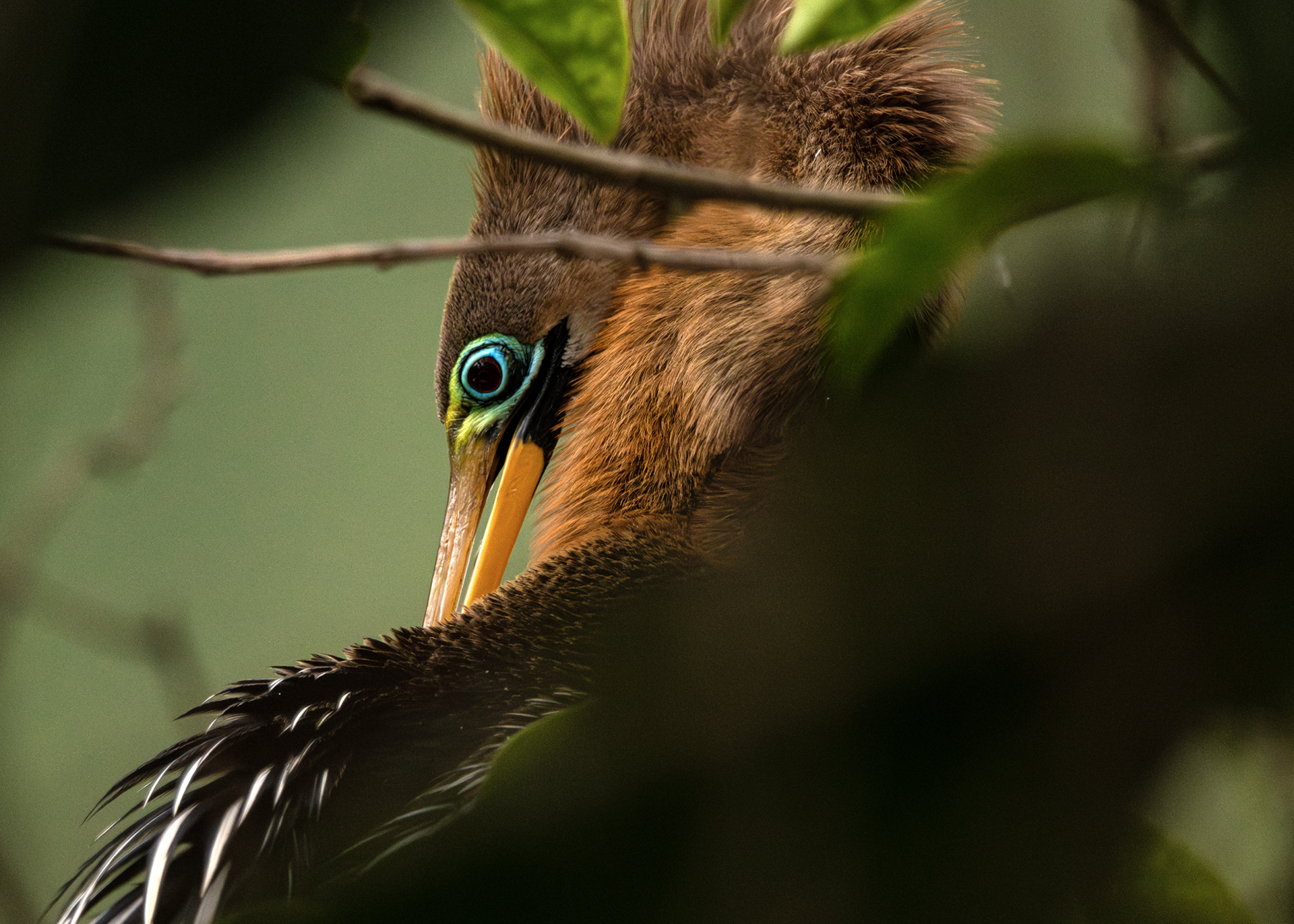 Biguatinga ♀ (Anhinga anhinga)