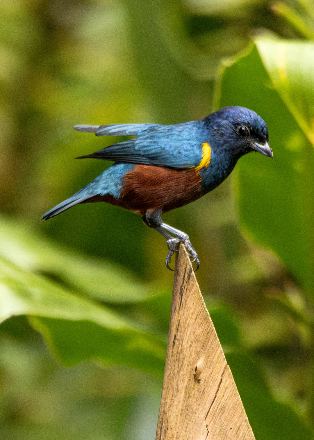 Ferro-velho ♂ (Euphonia pectoralis)