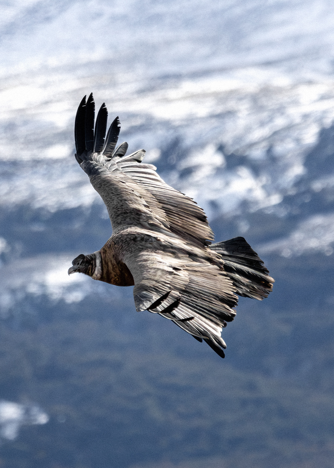 Cóndor andino (Vultur gryphus)