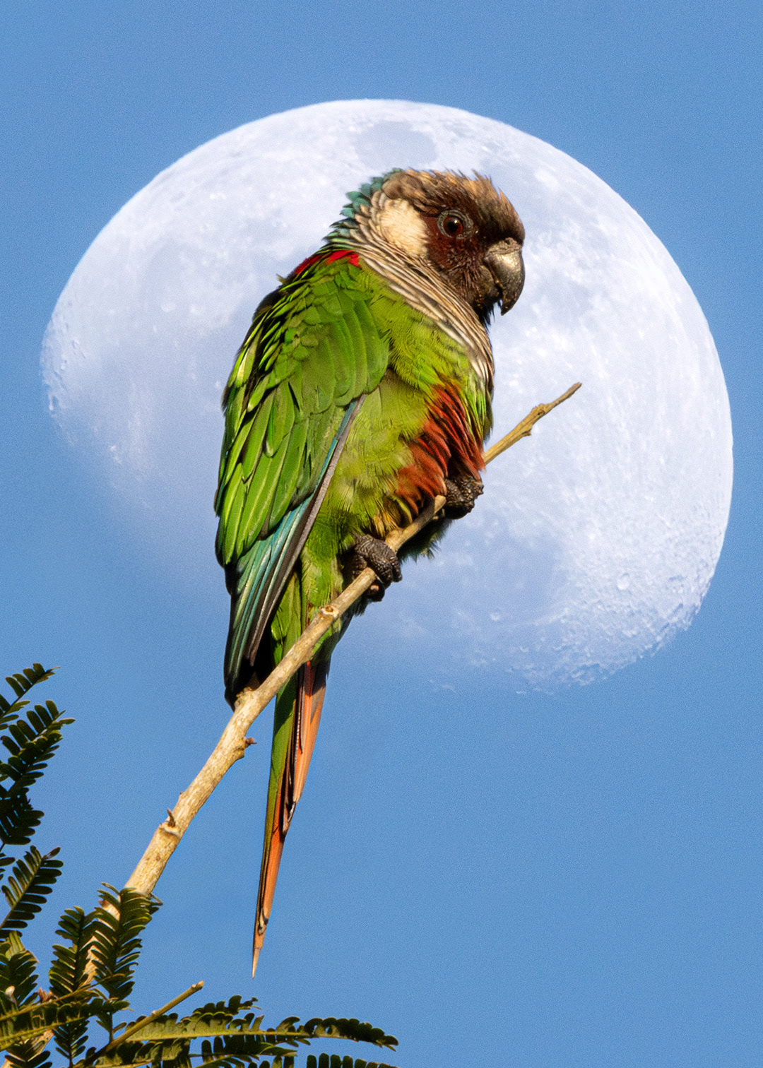 Periquito-cara-suja (Pyrrhura griseipectus) - Guaramiranga, CE