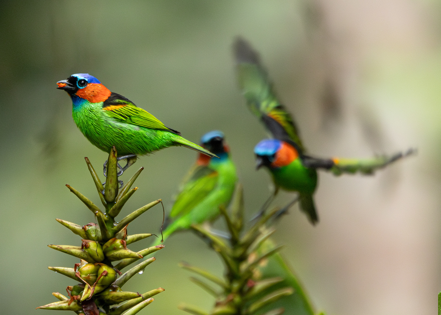 Saíra-de-lenço (Tangara cyanocephala)