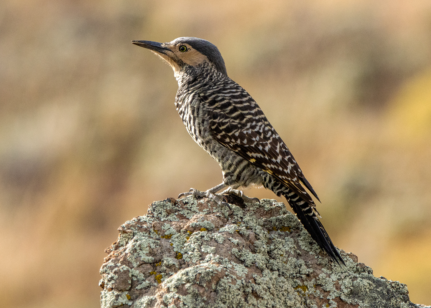 Carpintero pitío (Colaptes pitius)