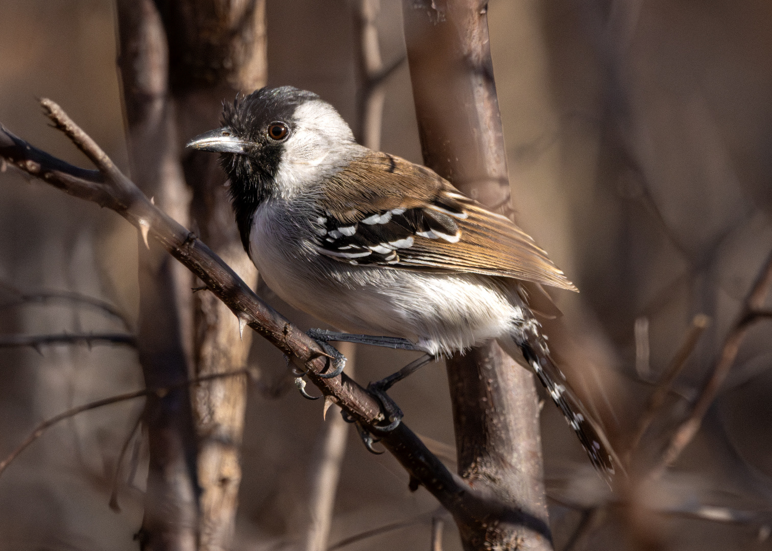 Choca-do-nordeste ♂ (Sakesphoroides cristatus)
