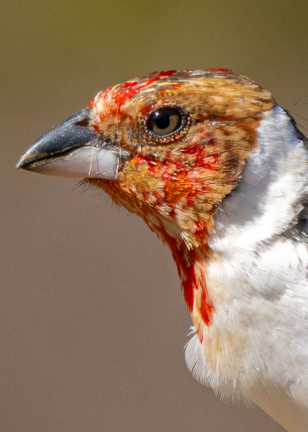 Galo-de-campina (Paroaria dominicana)
