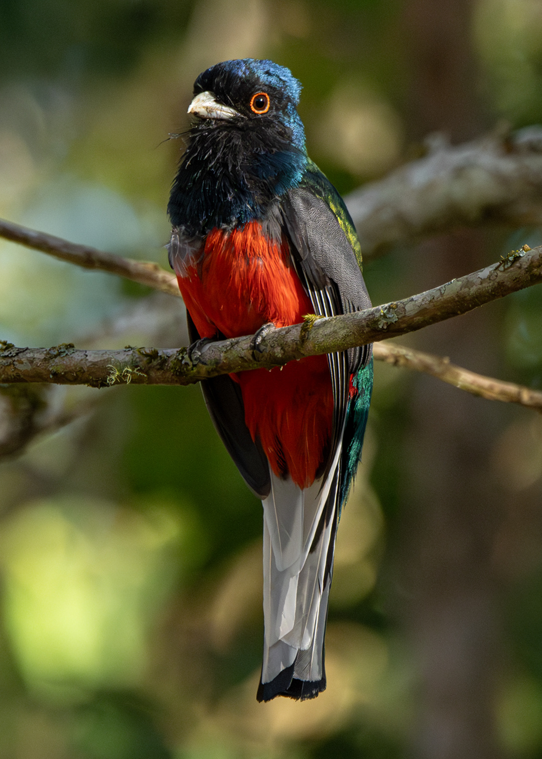 Surucuá-variado ♂ (Trogon surrucura)