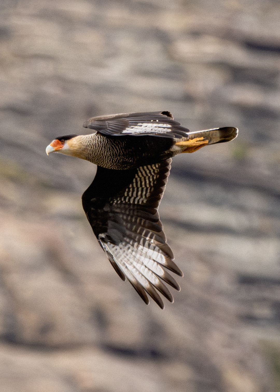 Carancho (Caracara plancus)