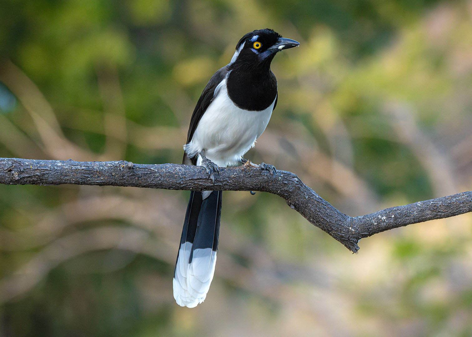 Gralha-cancã (Cyanocorax cyanopogon)