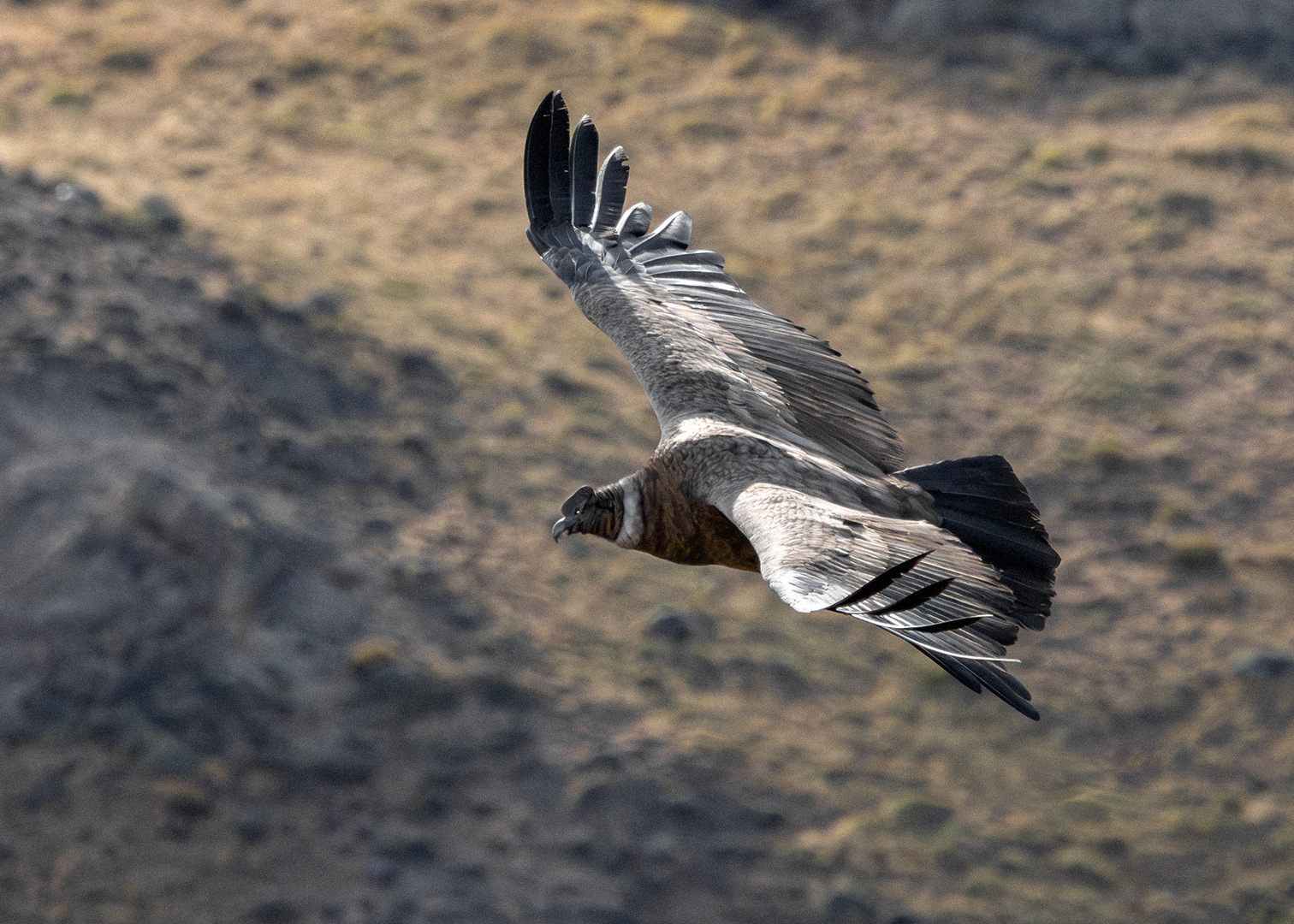 Cóndor andino (Vultur gryphus)