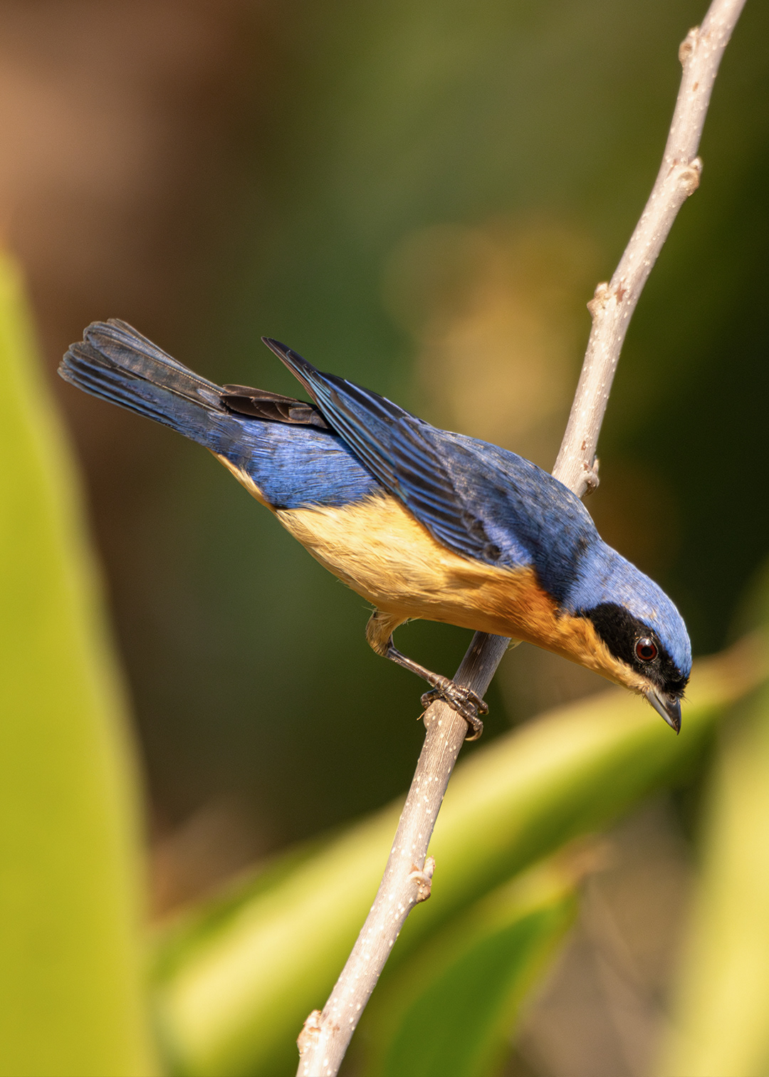 Saíra-viúva ♂ (Pipraeidea melanonota)