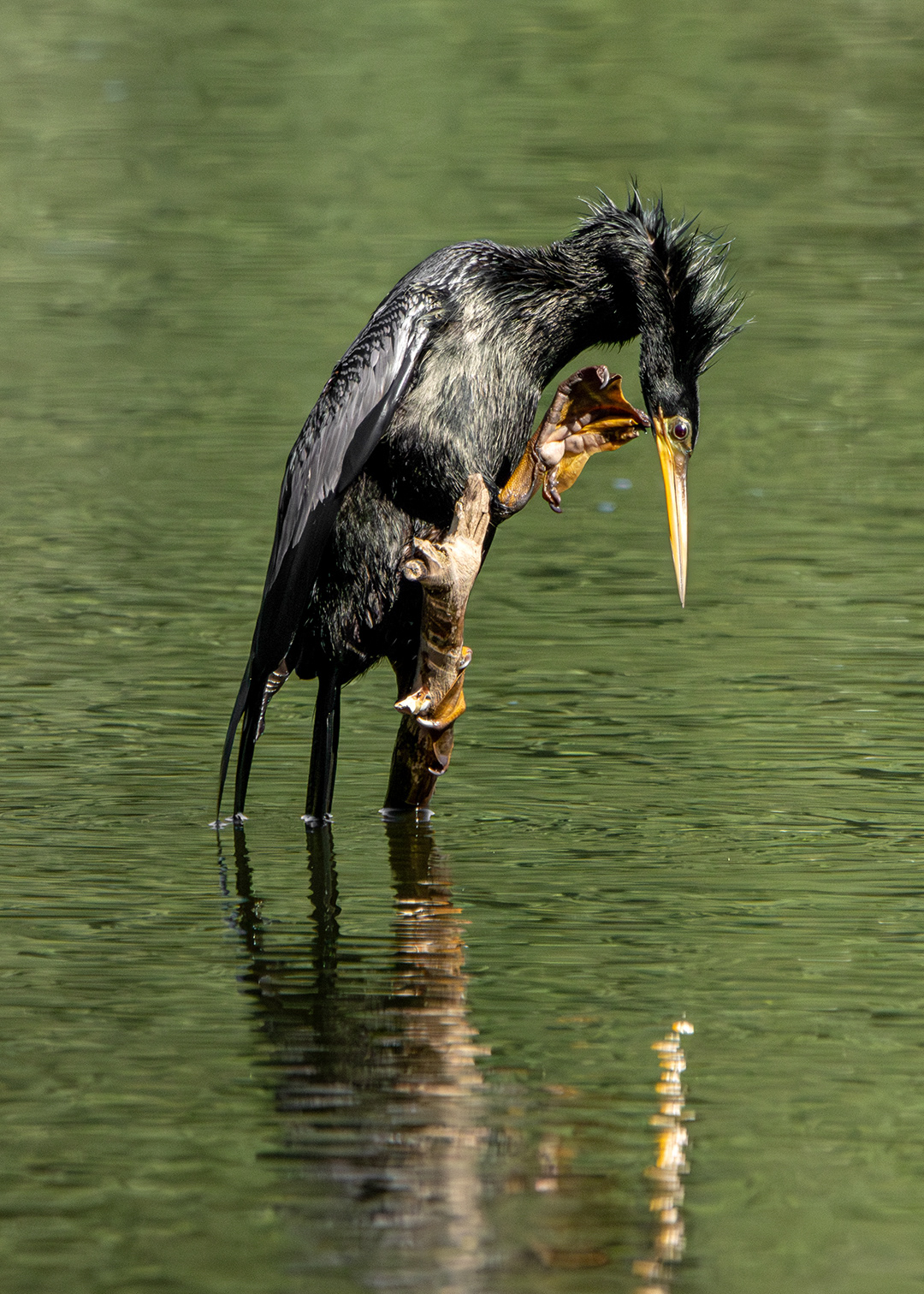 Biguatinga ♂ (Anhinga anhinga)