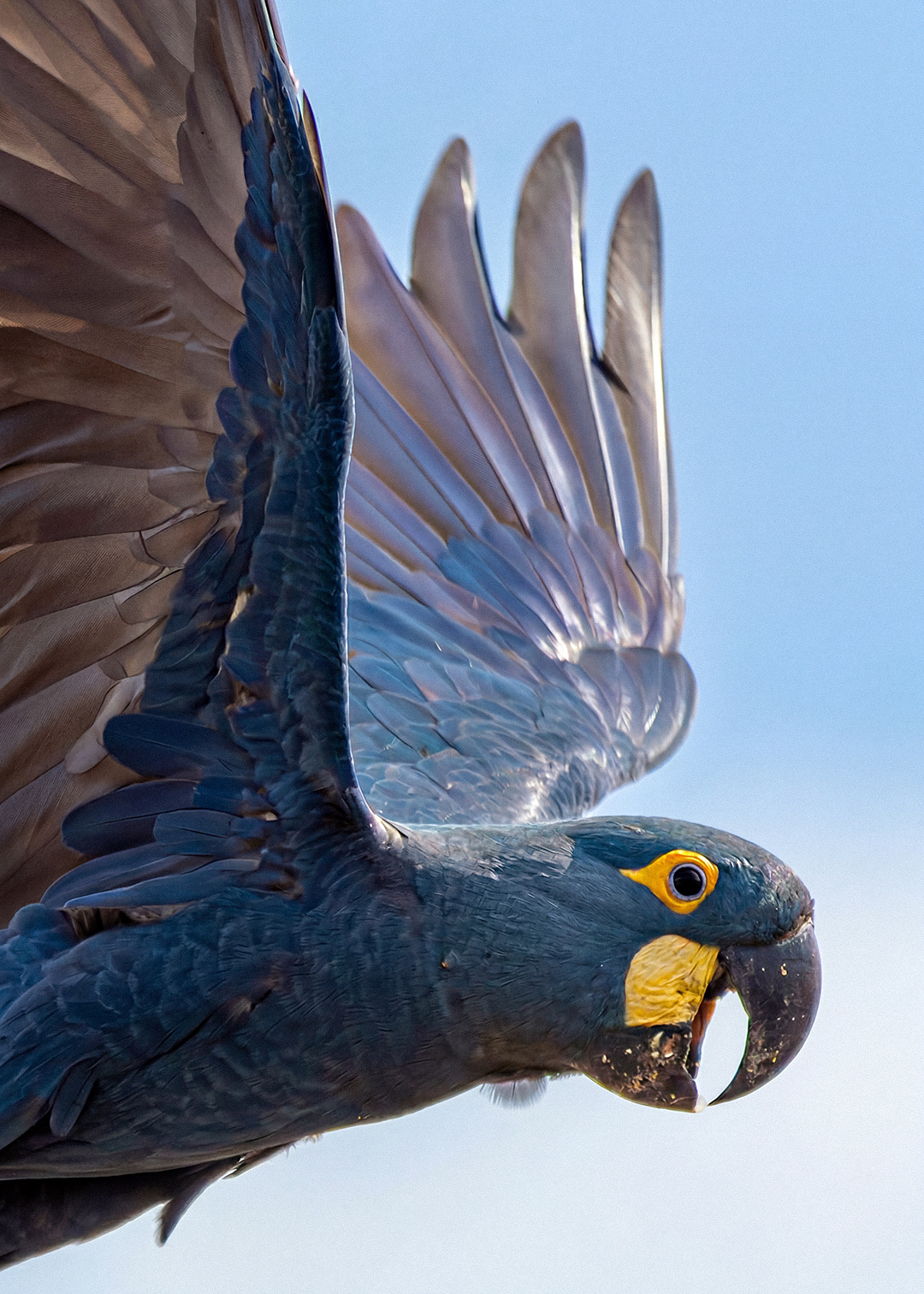 Arara-azul-da-caatinga (Anodorhynchus leari)