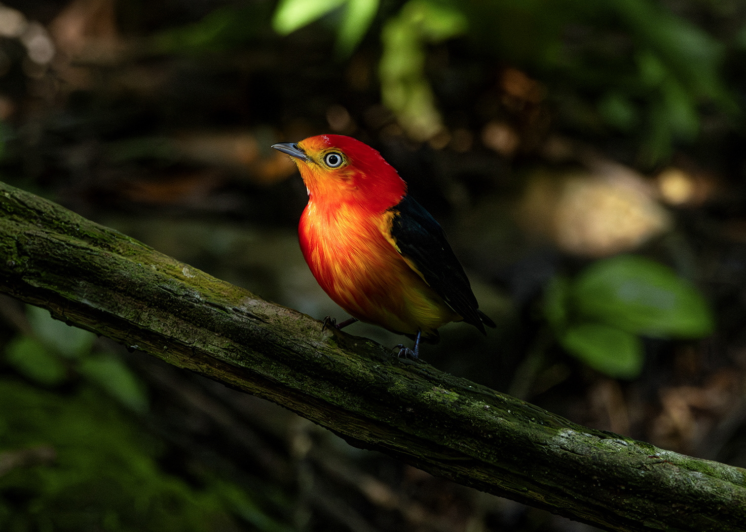 Uirapuru-laranja ♂ (Pipra fasciicauda) - Guaramiranha, CE