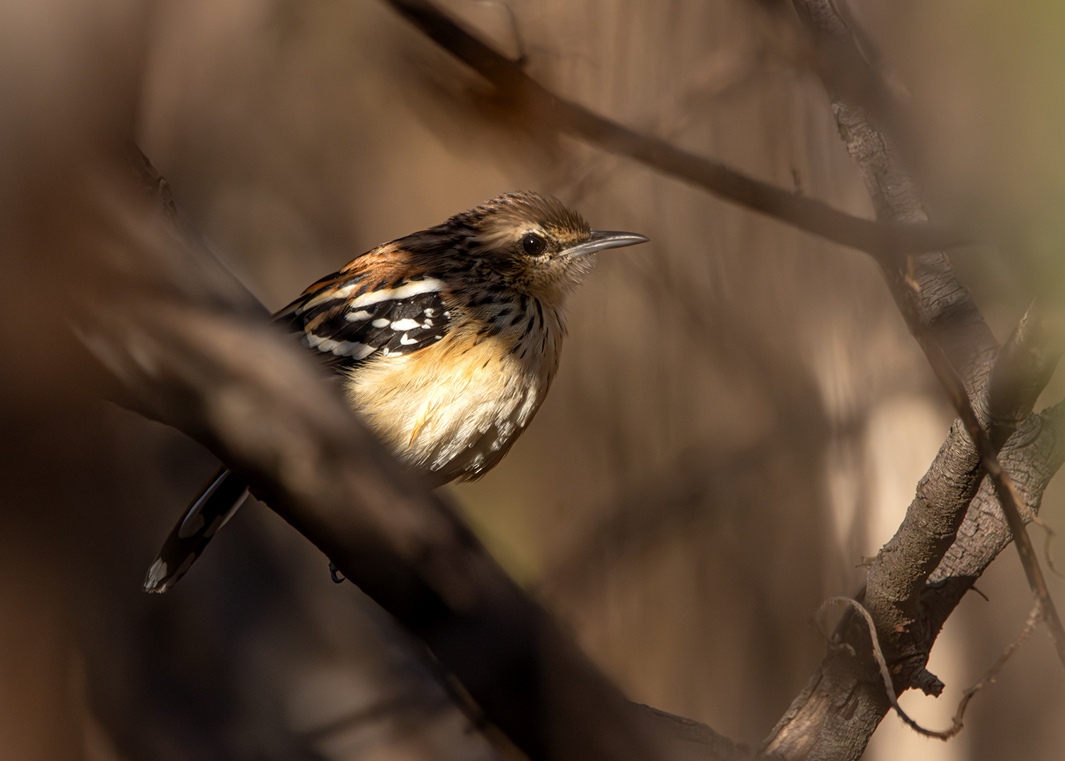 Tem-farinha-aí ♀ (Myrmorchilus strigilatus)