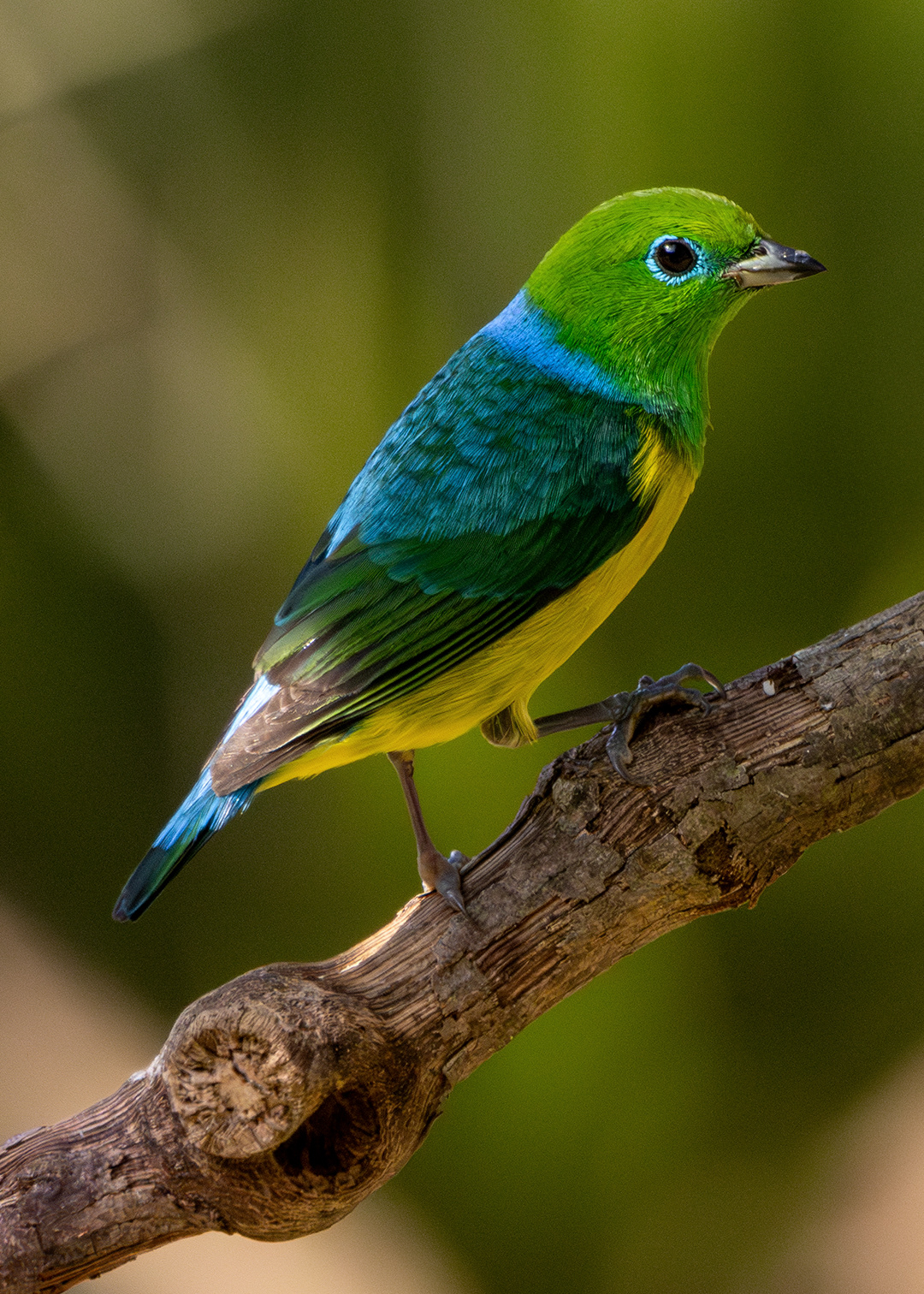Bandeirinha ♂ (Chlorophonia cyanea)