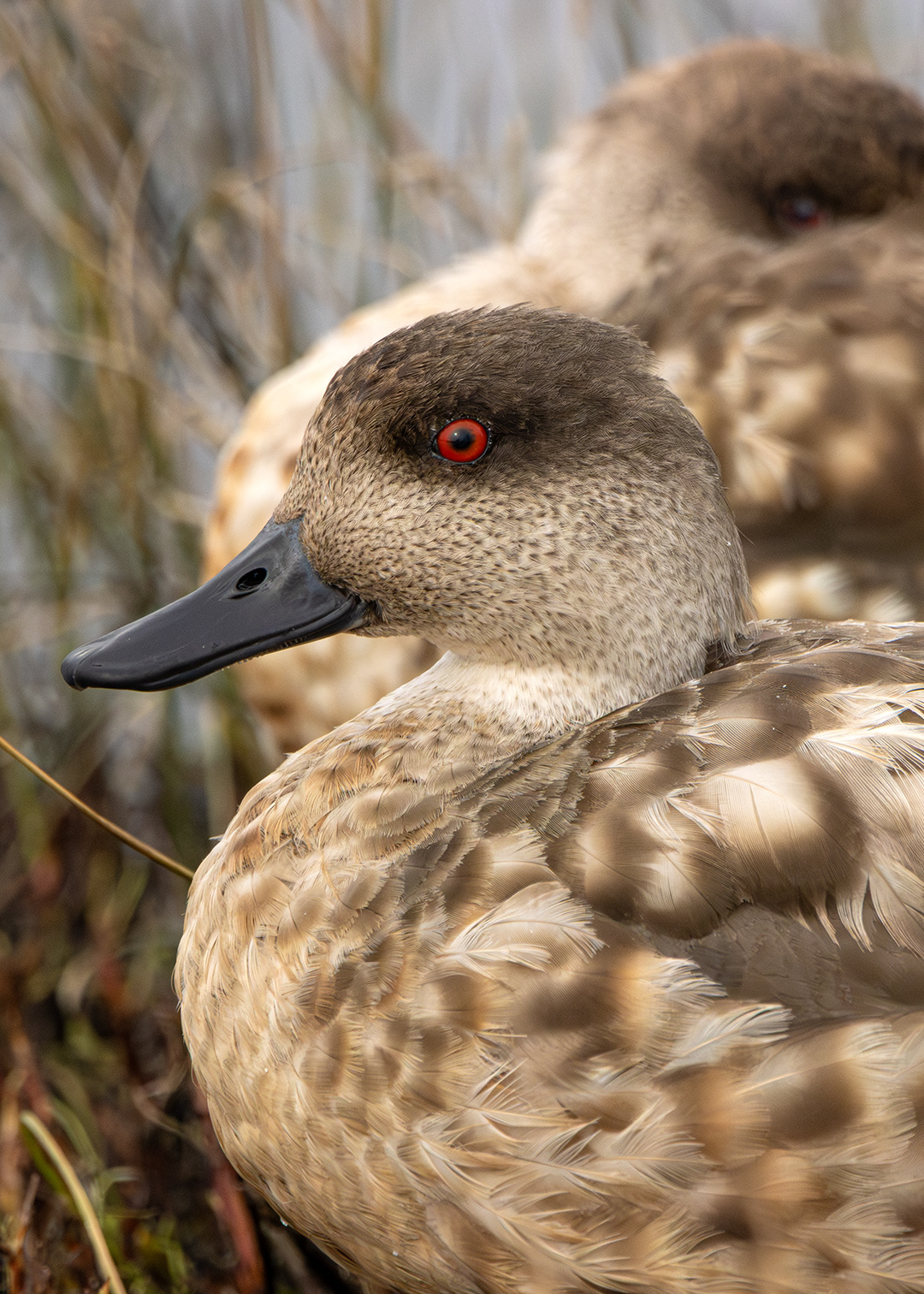 Pato crestón (Lophonetta specularioides)