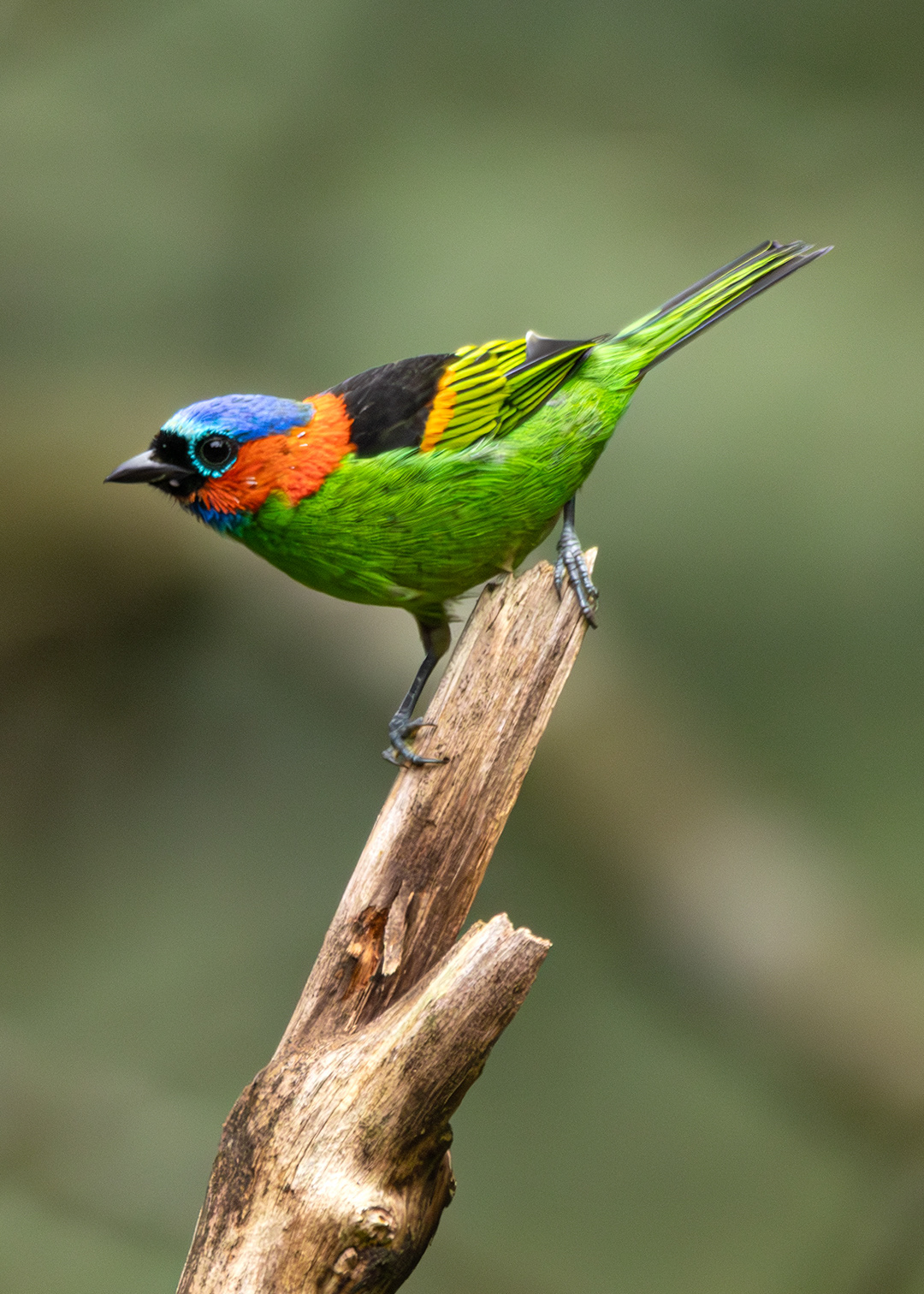 Saíra-de-lenço (Tangara cyanocephala)