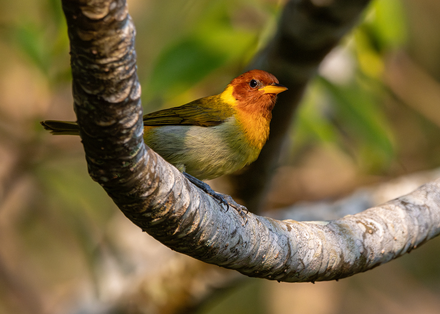 Saíra-ferrugem ♂ (Hemithraupis ruficapilla)