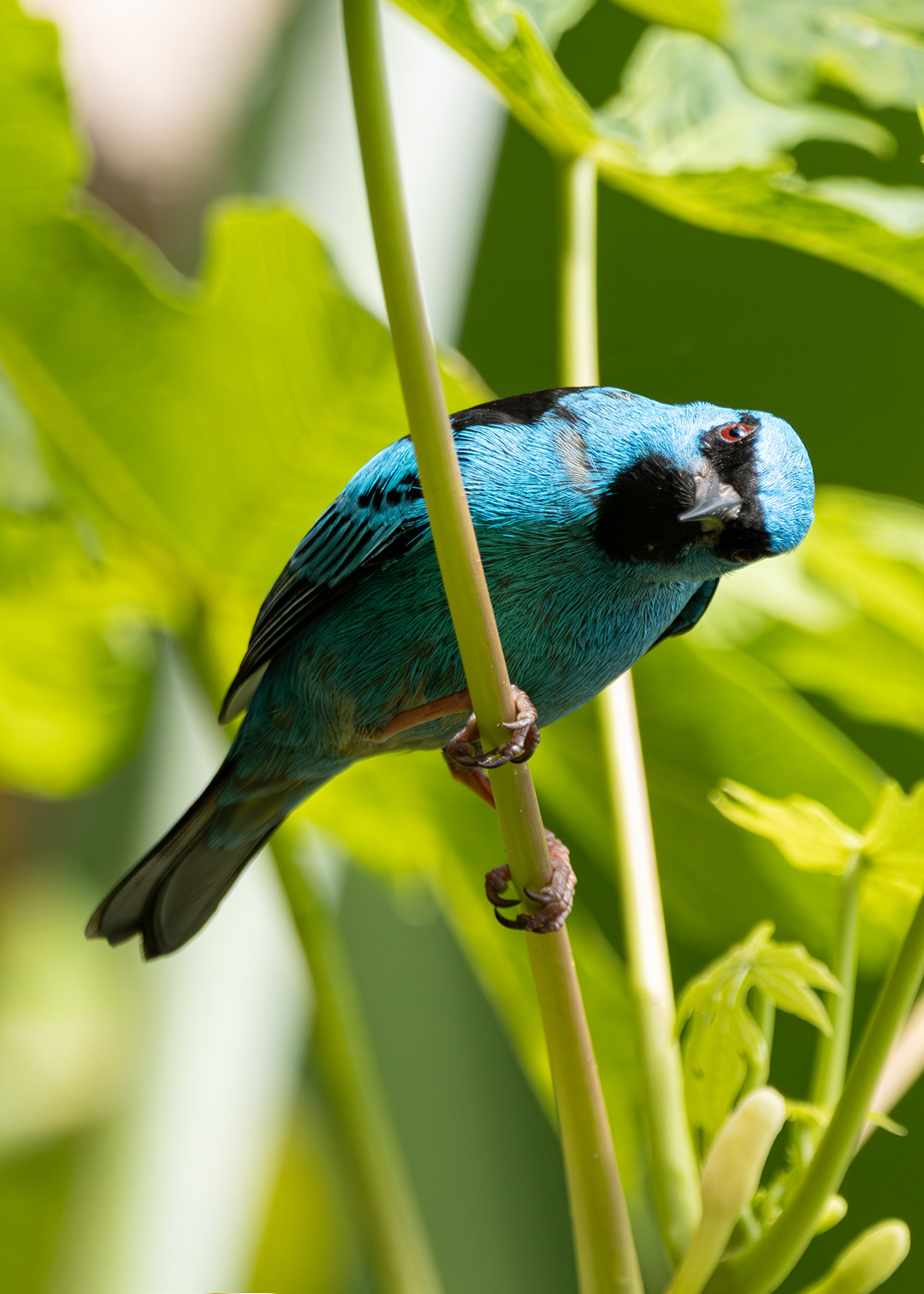 Saí-azul ♂ (Dacnis cayana)