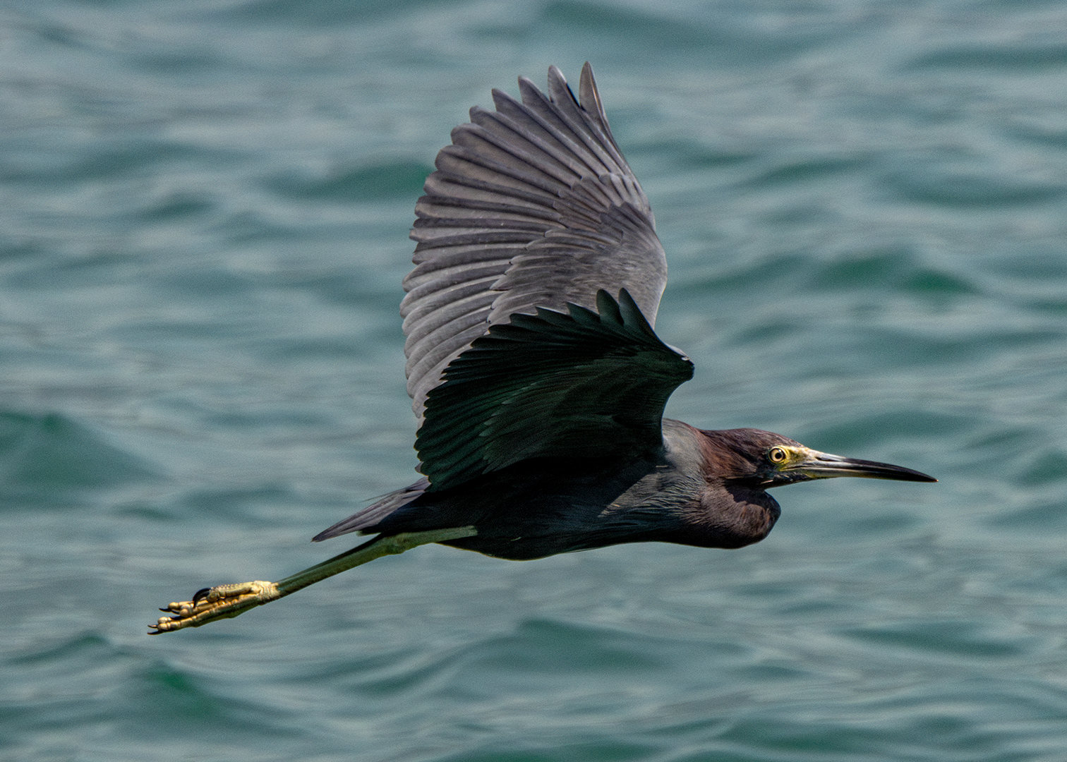 Garça-azul (Egretta caerulea)